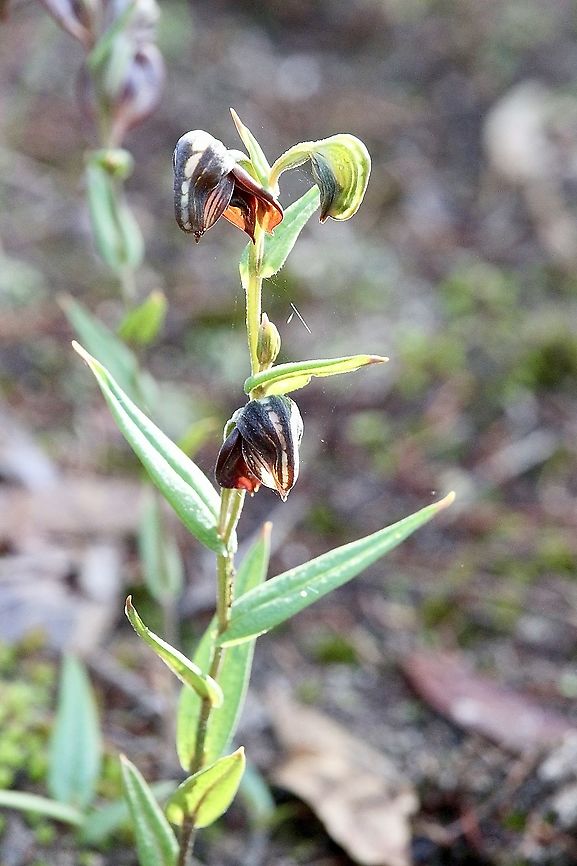 Red-banded greenhood - Pterostylis sanguinea View of full plant. Aldinga scrub conservation park,Australian orchids,Eamw flora,Eamw orchids,Fall,Orchids June,Pterostylis sanguinea,Red-banded greenhoodorchids