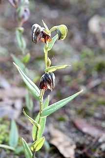 Red-banded greenhood - Pterostylis sanguinea View of full plant. Aldinga scrub conservation park,Australian orchids,Eamw flora,Eamw orchids,Fall,Orchids June,Pterostylis sanguinea,Red-banded greenhoodorchids