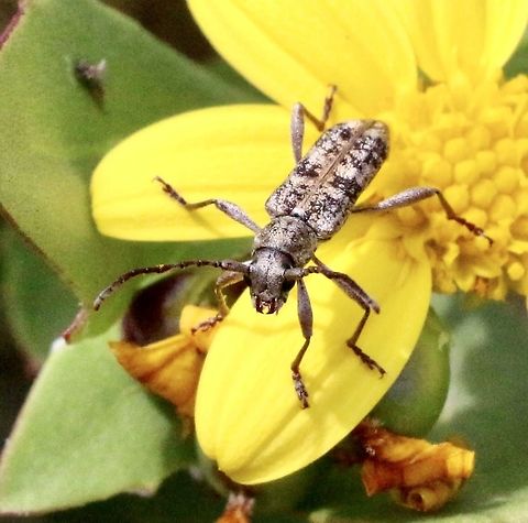Pempsamacra dispersa  Australia,Australian beetles,Eamw beetles,Flower beetles,Geotagged,Pempsamacra dispersa,Spring,eamw Long Horn beetle