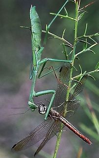 False garden mantis - Pseudomantis albofimbriata Big lunch today. Australia,Eamw mantids,Fall,False garden mantis,Geotagged,Pseudomantis albofimbriata