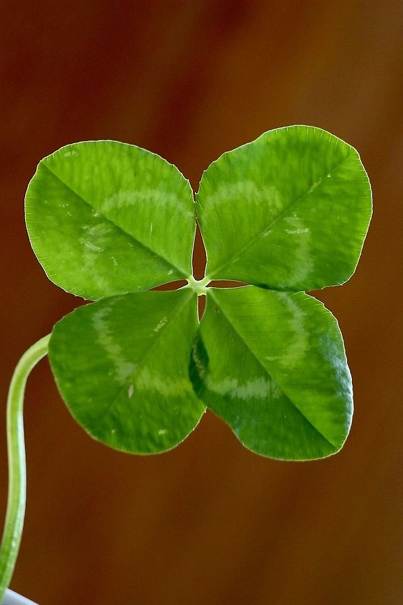White clover - Trifolium repens Appearantly there is one four leaved clover to approximately every 5000 three leaved clovers. It is sayed that it brings good luck if you find one. I am still waiting. Australia,Eamw clover,Eamw flora,Fall,Geotagged,Trifolium repens,White clover