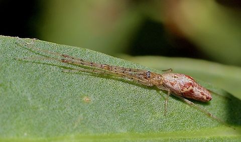 Genus - Tetragnatha With exeptionaly long legs. Australia,Eamw spiders,Geotagged Genus - Tetragnatha