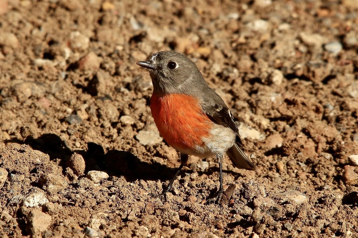 Scarlet Robin - Petroica boodang This is the female of the species. Australia,Eamw birds,Fall,Geotagged,Petroica boodang,Scarlet Robin,Spring Mount Conservation Park South