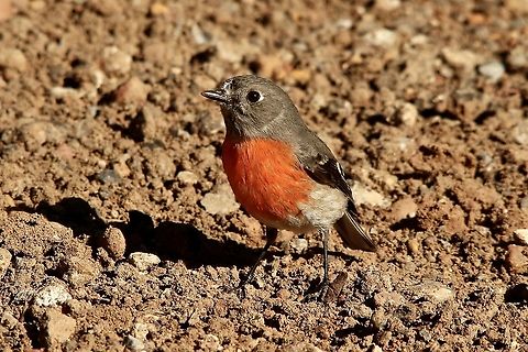 Scarlet Robin - Petroica boodang This is the female of the species. Australia,Eamw birds,Fall,Geotagged,Petroica boodang,Scarlet Robin,Spring Mount Conservation Park South