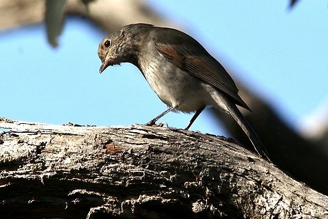 Grey shrike-thrush - Colluricincla harmonica  Australia,Colluricincla harmonica,Eamw birds,Fall,Geotagged,Grey shrike-thrush