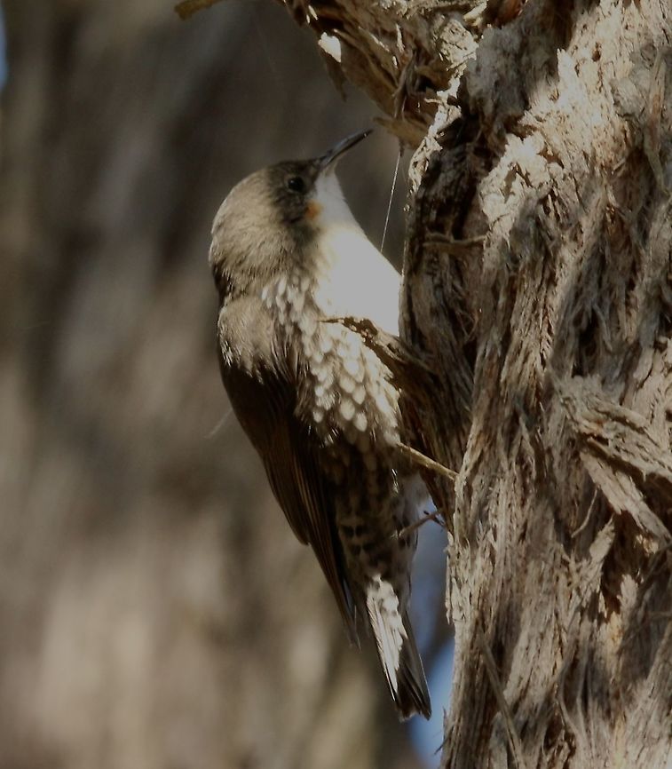 White-throated treecreeper - Cormobates leucophaea Alwise busy checking for insects on tree bark. Australia,Cormobates leucophaea,Eamw birds,Fall,Geotagged,White-throated treecreeper