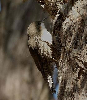 White-throated treecreeper - Cormobates leucophaea Alwise busy checking for insects on tree bark. Australia,Cormobates leucophaea,Eamw birds,Fall,Geotagged,White-throated treecreeper