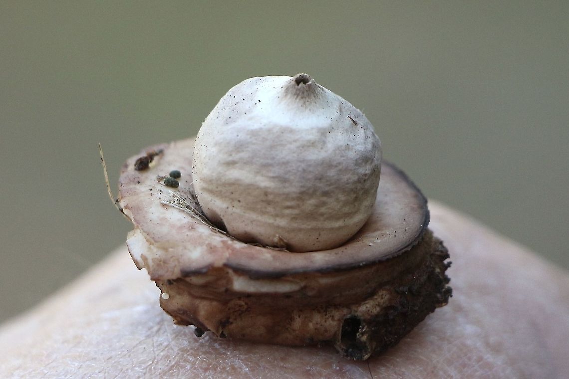 Geastrum triplex Found several on one spot but unfortunately all past they&rsquo;re best time. Australia,Eamw fungi,Fall,Geastrum triplex,Geotagged