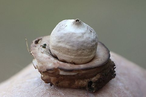 Geastrum triplex Found several on one spot but unfortunately all past they’re best time. Australia,Eamw fungi,Fall,Geastrum triplex,Geotagged