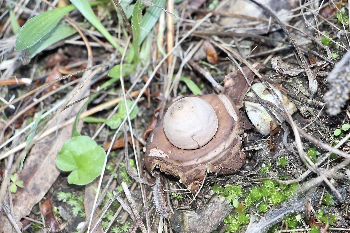 Geastrum triplex A bit old and all the star resemlence gone. Australia,Eamw fungi,Fall,Geastrum triplex,Geotagged