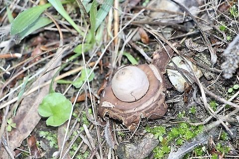 Geastrum triplex A bit old and all the star resemlence gone. Australia,Eamw fungi,Fall,Geastrum triplex,Geotagged