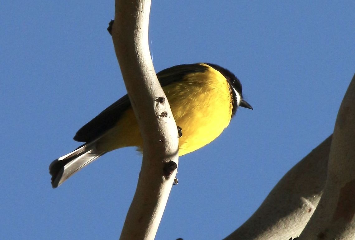Golden Whistler - Pachycephala pectoralis Found a pair but the female was to smart and didn&rsquo;t let me take o photo Australia,Australian golden whistler,Eamw birds,Fall,Geotagged,Pachycephala pectoralis,Spring