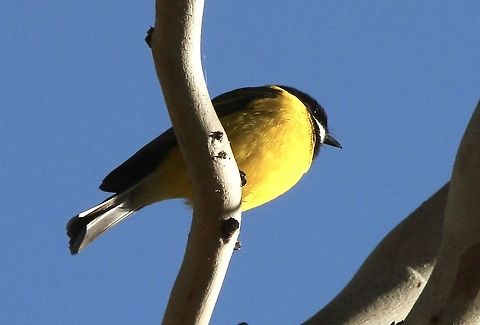 Golden Whistler - Pachycephala pectoralis Found a pair but the female was to smart and didn’t let me take o photo Australia,Australian golden whistler,Eamw birds,Fall,Geotagged,Pachycephala pectoralis,Spring