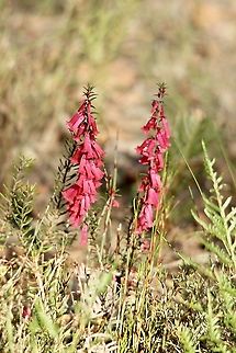 Common Heath - Epacris impressa Alwise delightful to see on a cold late autumn day Australia,Eamw flora,Epacris impressa,Fall,Geotagged