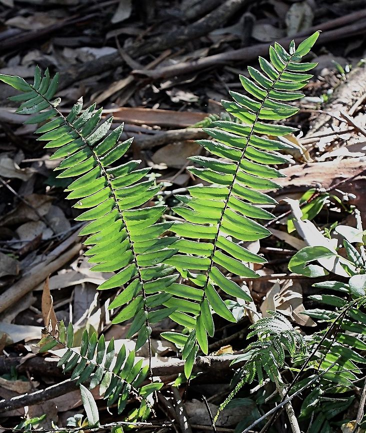 Sickle fern - Pellaea falcata A dapple of sunlight illuminating this fern, makes it very special in a dark forest area. Australia,Eamw flora,Fall,Geotagged,Pellaea falcata