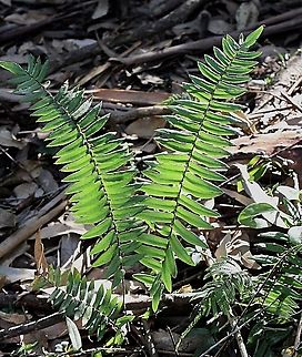 Sickle fern - Pellaea falcata A dapple of sunlight illuminating this fern, makes it very special in a dark forest area. Australia,Eamw flora,Fall,Geotagged,Pellaea falcata