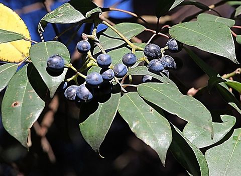 Water vine - Cissus hypoglauca The fruits look like little plums and are edible when ripe of course. Australia,Cissus hypoglauca,Eamw flora,Fall,Geotagged,Water vine