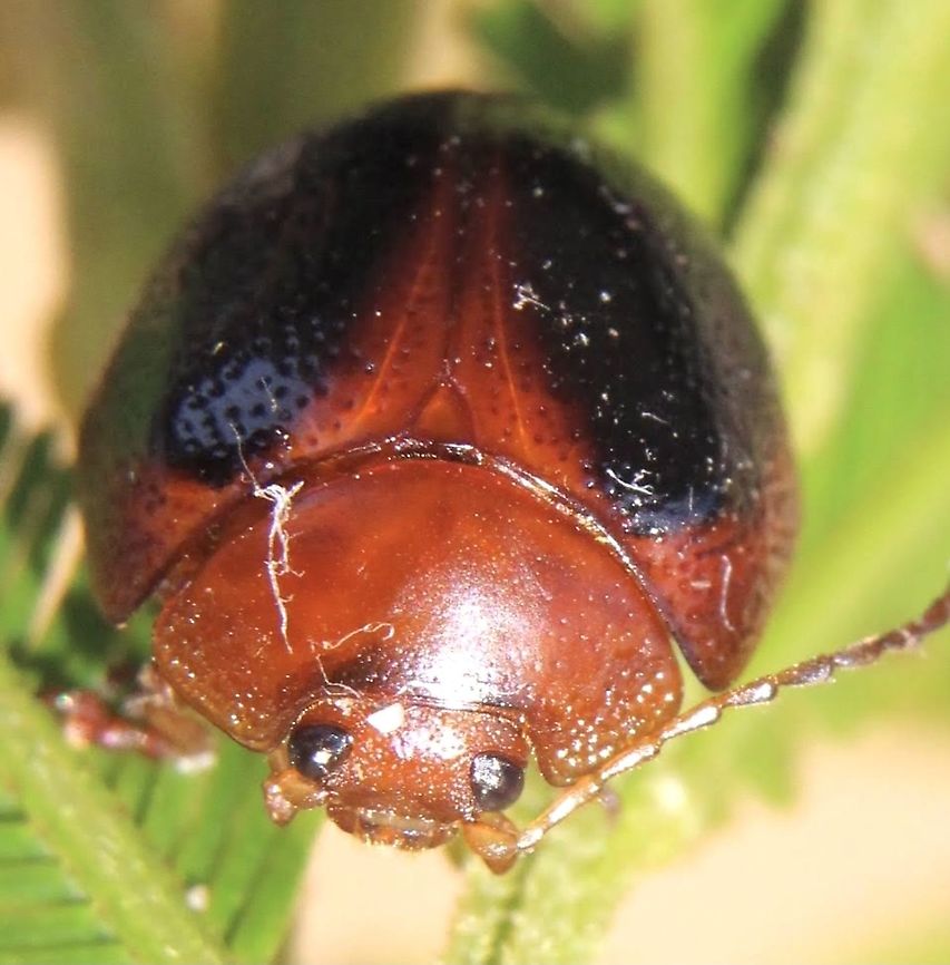 Acacia leaf beetle- Dicranosterna immaculata A rather chubby little beetle Australia,Dicranosterna immaculata,Eamw beetles,Fall,Geotagged