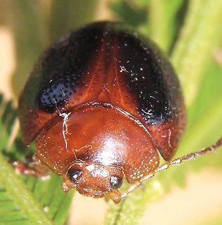 Acacia leaf beetle- Dicranosterna immaculata A rather chubby little beetle Australia,Dicranosterna immaculata,Eamw beetles,Fall,Geotagged