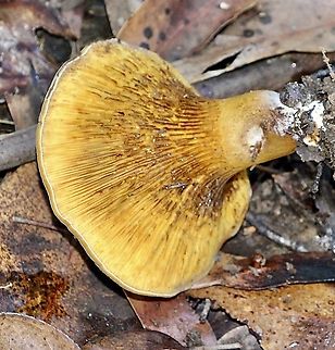 Austropaxillus infundibuliformis Bill formation. Australia,Austropaxillus infundibuliformis,Eamw fungi,Fall,Geotagged
