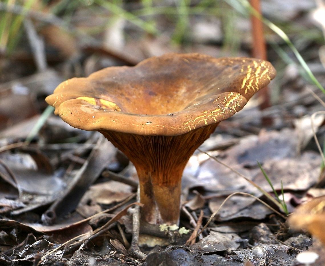 Austropaxillus infundibuliformis I am really not sure. <br />
It is a large mushroom with a cap dia. of around 15 cm. Australia,Austropaxillus infundibuliformis,Eamw fungi,Fall,Geotagged