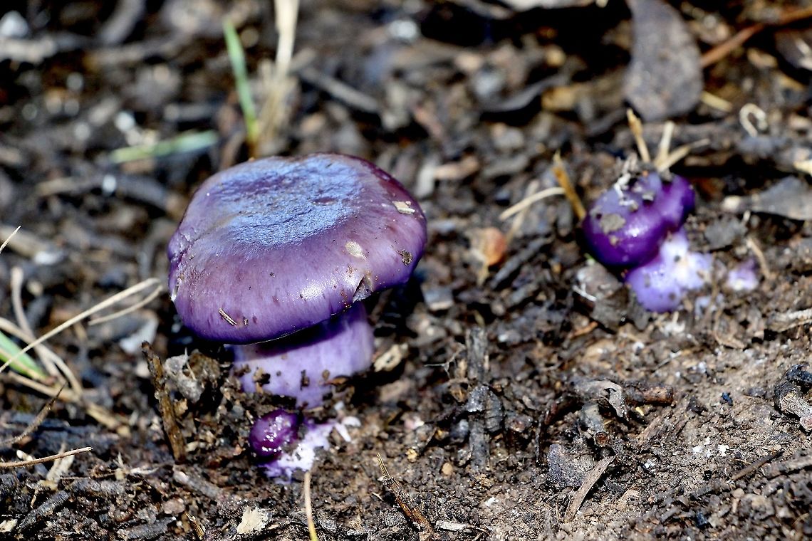Cortinarius archeri Eye catching colour of this beautiful Cortinarius species. Australia,Cortinarius,Cortinarius archeri,EW cortinarius,Eamw fungi,Fall,Geotagged