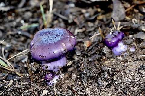 Cortinarius archeri Eye catching colour of this beautiful Cortinarius species. Australia,Cortinarius,Cortinarius archeri,EW cortinarius,Eamw fungi,Fall,Geotagged