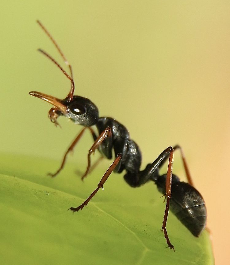 Jack Jumper - Myrmecia pilosula The colony lives in a underground nest with the excavated gravel showing the size of the nest . This one was only about a quarter of a sq. meter. Some nests are 2 or 3 sq. meters with millions of ants very active on warm days. The best is not to stop and look at them as they very quickly will attack and will cause a lot of pain. Interesting notes on this species in the info section. Australia,Fall,Geotagged,Jack Jumper,Myrmecia pilosula,eamw ants