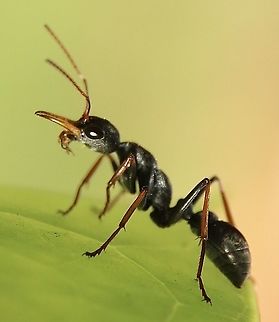 Jack Jumper - Myrmecia pilosula The colony lives in a underground nest with the excavated gravel showing the size of the nest . This one was only about a quarter of a sq. meter. Some nests are 2 or 3 sq. meters with millions of ants very active on warm days. The best is not to stop and look at them as they very quickly will attack and will cause a lot of pain. Interesting notes on this species in the info section. Australia,Fall,Geotagged,Jack Jumper,Myrmecia pilosula,eamw ants
