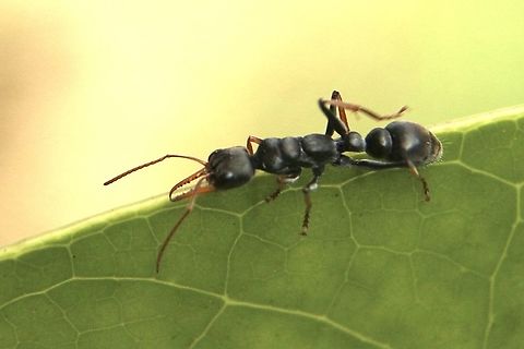 Jack Jumper - Myrmecia pilosula  Australia,Fall,Geotagged,Jack Jumper,Myrmecia pilosula,eamw ants