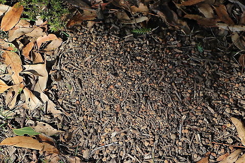 Top of a Jack Jumper ant nest. No ants out on that day as it was a very cold day.  Australia,Eamw Animal structures,Fall,Geotagged