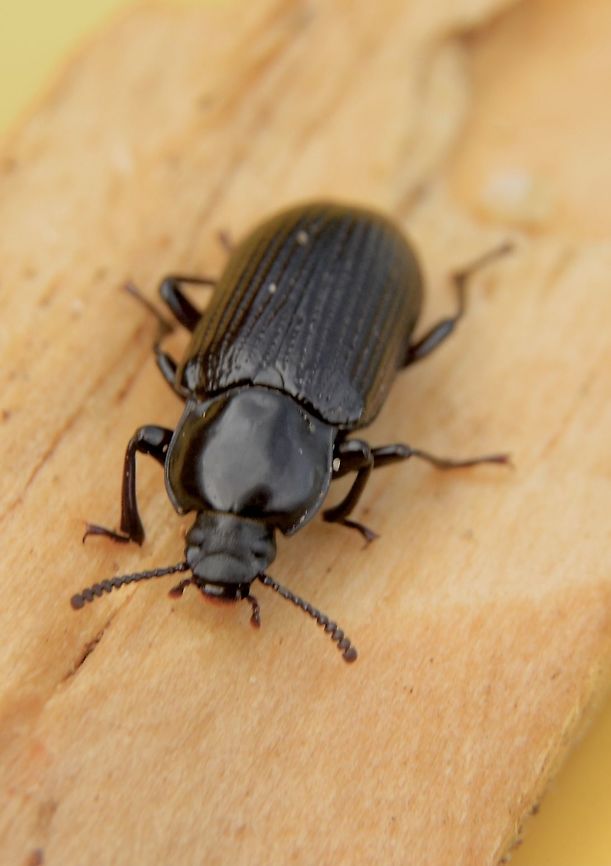 Unidentified beetle Found several in decayed wood . Australia,Eamw beetles,Fall,Geotagged