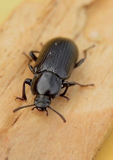 Unidentified beetle Found several in decayed wood . Australia,Eamw beetles,Fall,Geotagged