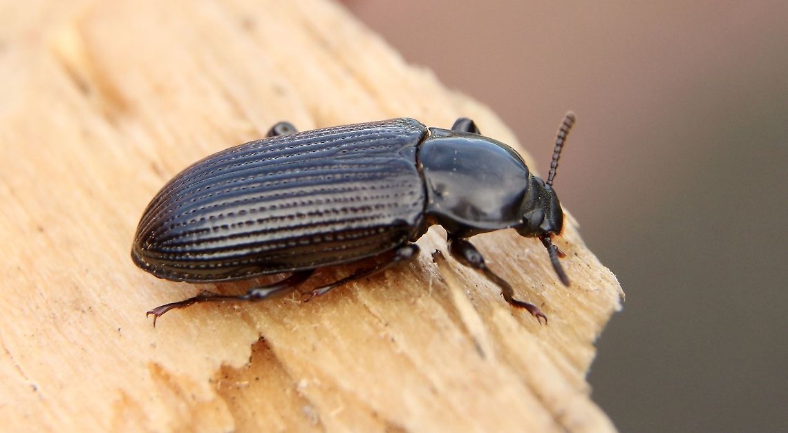 Unidentified beetle Found in decayed wood. Australia,Eamw beetles,Fall,Geotagged