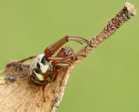 Leaf curling spider - Phonognatha graeffei  Australia,Eamw spiders,Fall,Geotagged,Leaf curling spider,Phonognatha graeffei