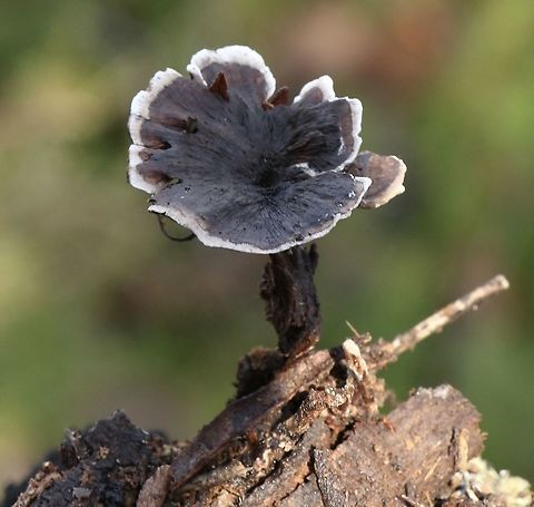 Fungus in genus - Hydnellum, Found growing on forest floor amongst decaying litter.Not much info on Hydnellum in Australia found. Australia,Eamw fungi,Fall,Geotagged