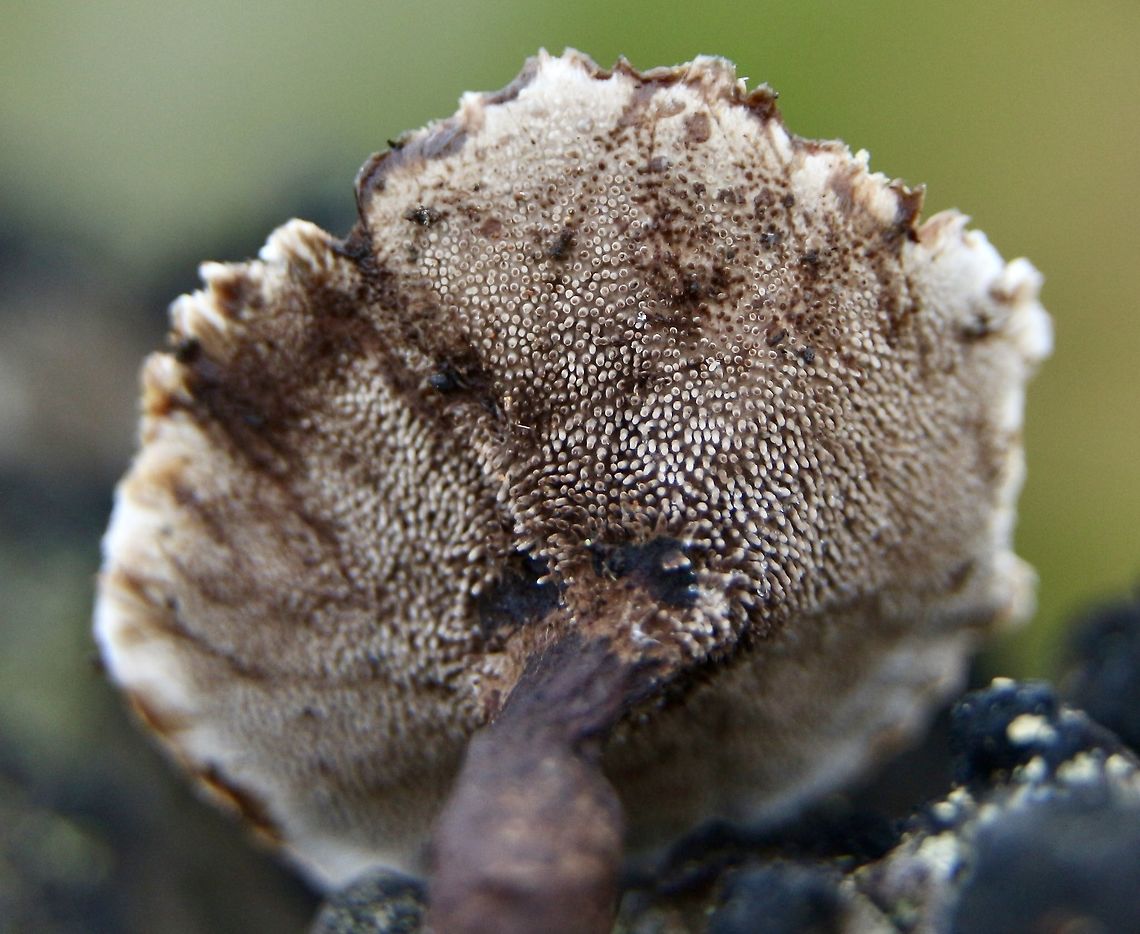 Underside of fungus in genus- Hydnellum  Australia,Eamw fungi,Fall,Geotagged