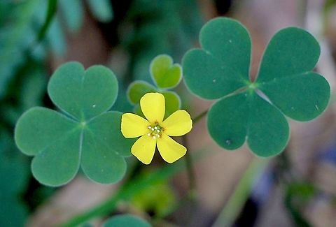 Common yellow woodsorrel  - Oxalis stricta  Australia,Common yellow woodsorrel,Fall,Geotagged,Oxalis stricta