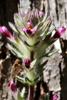 Broadleaf Glandweed - Parentucellia latifolia  Australia,Broadleaf Glandweed,Eamw flora,Geotagged,Parentucellia latifolia,Spring