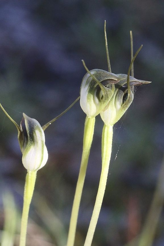 Maroonhood - Pterostylis pedunculata  Australia,Eamw flora,Eamw orchids,Geotagged,Maroonhood,Orchids September,Pterostylis pedunculata,Spring