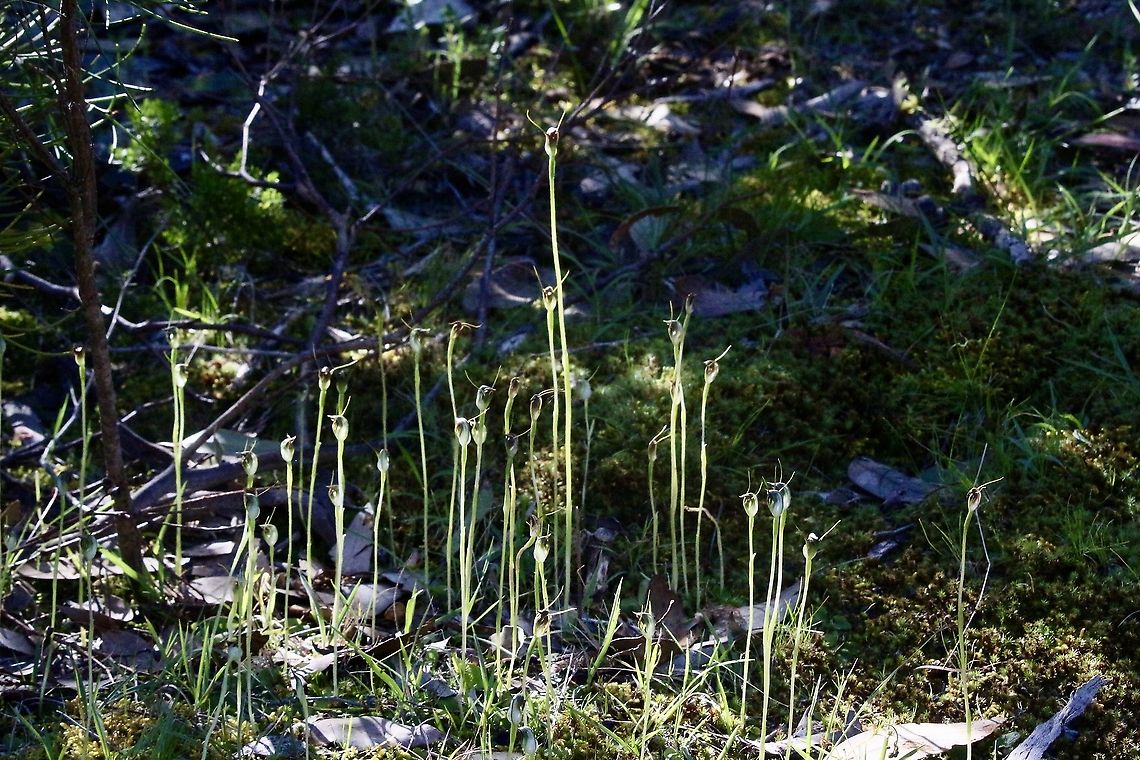 Maroonhood - Pterostylis pedunculata Growing in colonies with many individuals .  Australia,Eamw flora,Eamw orchids,Geotagged,Maroonhood,Orchids September,Pterostylis pedunculata,Spring