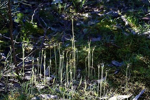 Maroonhood - Pterostylis pedunculata Growing in colonies with many individuals .  Australia,Eamw flora,Eamw orchids,Geotagged,Maroonhood,Orchids September,Pterostylis pedunculata,Spring