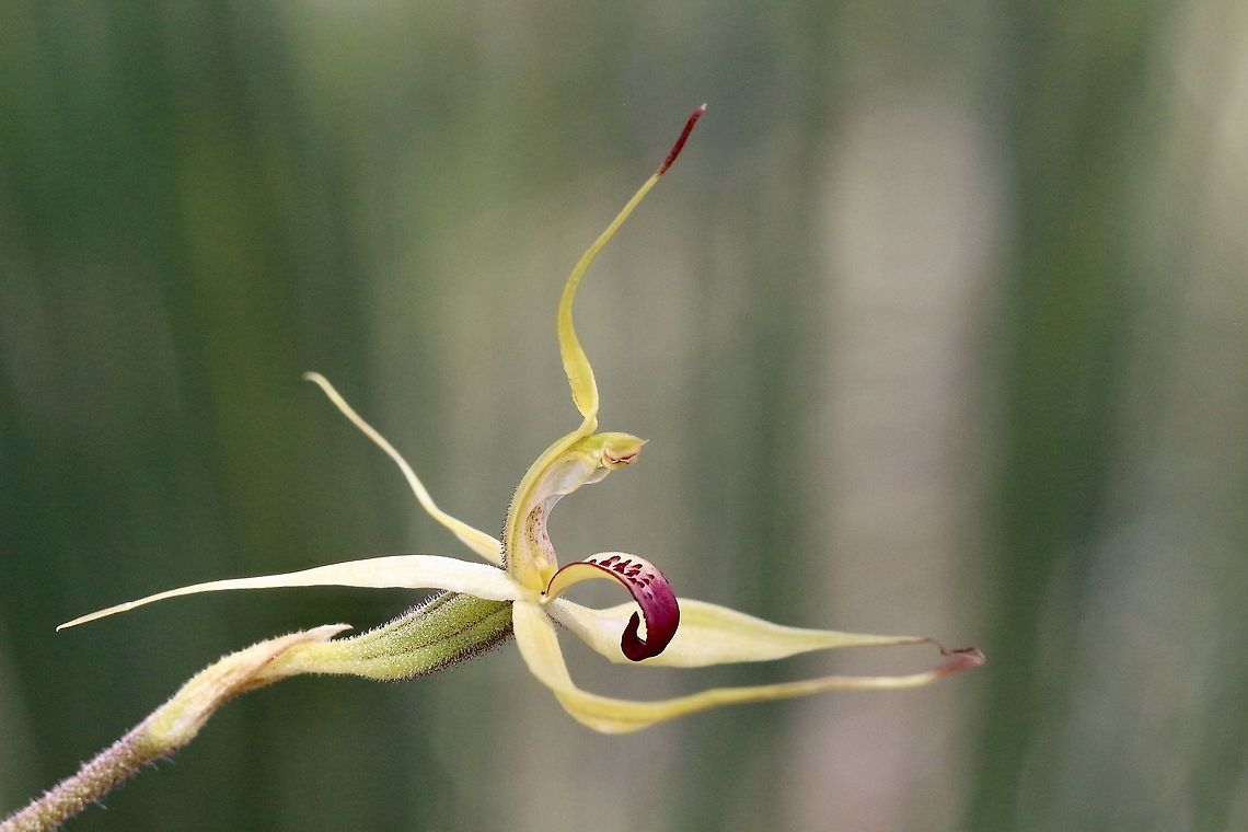 Caladenia leptochila Ground orchid growing in sandy soil Heath habitat. Australia,Caladenia,Caladenia leptochila,Eamw flora,Eamw orchids,Geotagged,McLaren Vale,Narrow-lipped pider-orchid,Orchids October,Spring