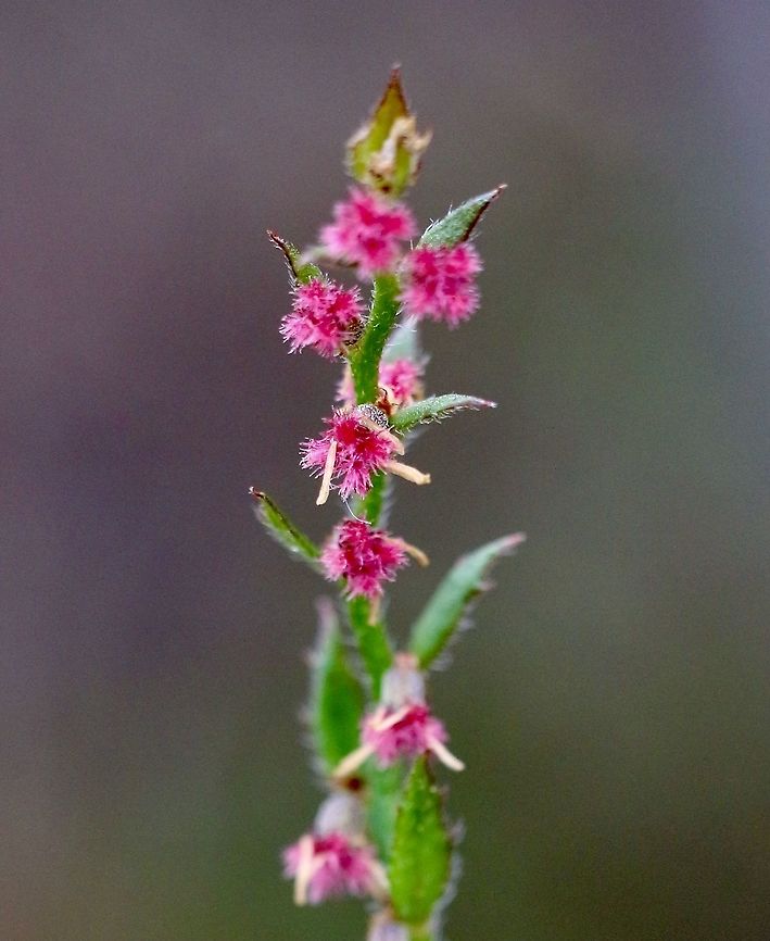 Raspwort - Gonocarpus tetragynus  Australia,Eamw flora,Geotagged,Gonocarpus tetragynus,Spring