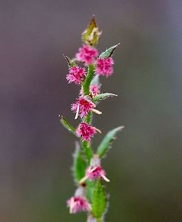 Raspwort - Gonocarpus tetragynus  Australia,Eamw flora,Geotagged,Gonocarpus tetragynus,Spring