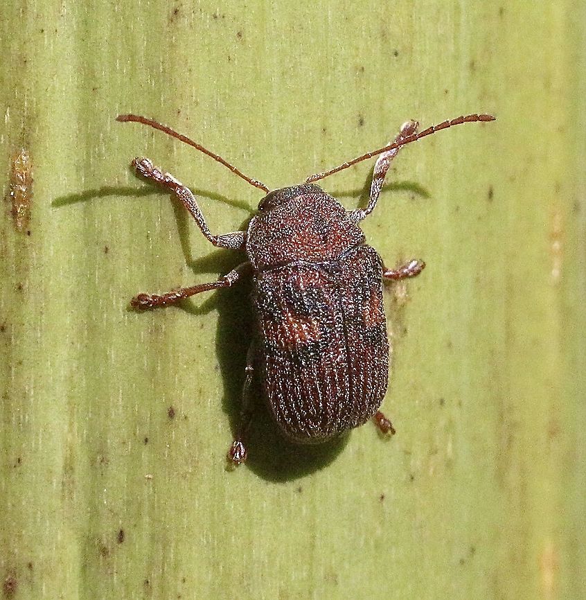 Brown Leaf Cylinder Beetle - Cadmus crucicollis About 6mm in size , found on eucalyptus. Australia,Cadmus crucicollis,Eamw beetles,Geotagged,Spring