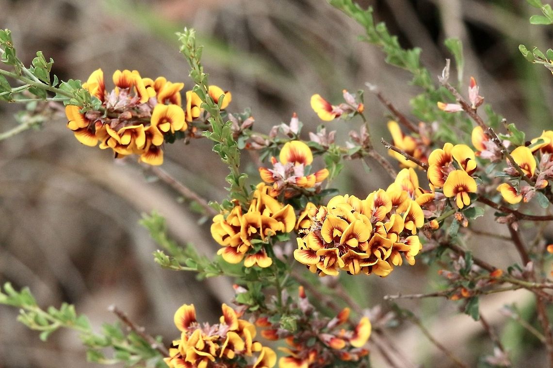 Twiggy Bush-pea - Pultenaea largiflorens  Australia,Eamw flora,Geotagged,Pultenaea largiflorens,Twiggy Bush-pea,Winter