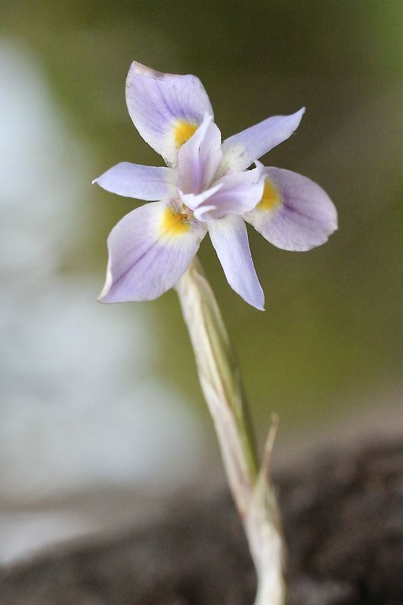 Paper Glasstulp - Moraea setifolia Native Australian iris. Australia,Eamw flora,Geotagged,Moraea setifolia,Spring
