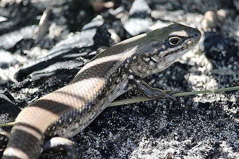 Whites skink - Liopholis whitii  Australia,Eamw skinks,Geotagged,Liopholis whitii,Spring,Whites skink