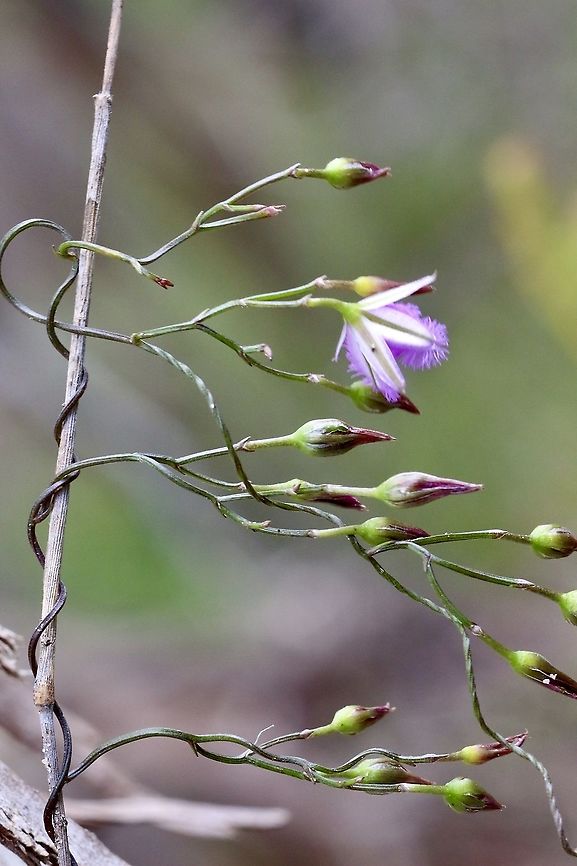 Twining Fringe-Lily - Thysanotus patersonii Growing up a dead grass stalk. Eamw flora,Thysanotus patersonii,Twining Fringe-lily